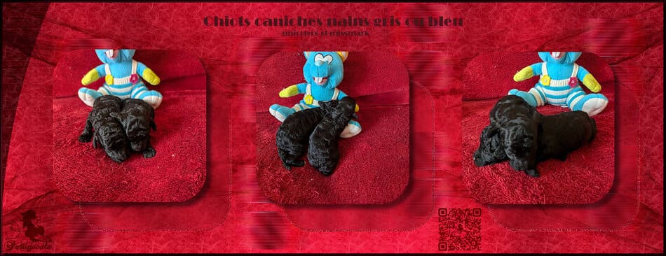 chiots caniches nains gris 