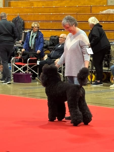 exposition canine chateauroux 2024 (1) exposition canine chateauroux 2024