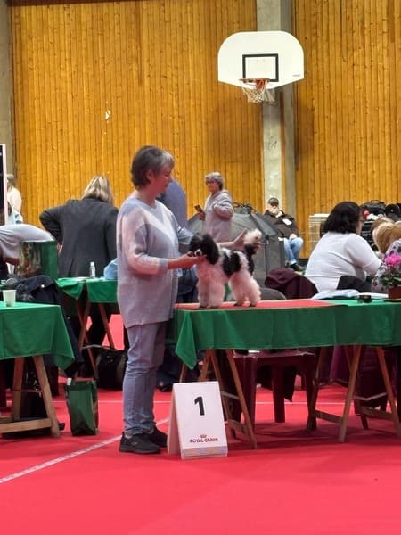 exposition canine chateauroux 2024 (2) exposition canine chateauroux 2024