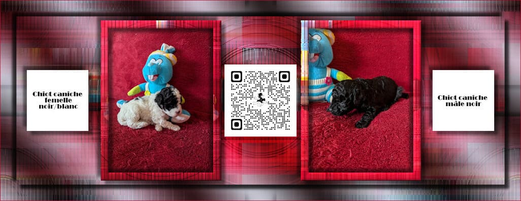 chiots caniches Oxanne 2025