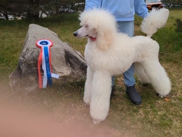 partipoodle ulphy partipoodle ulphy
