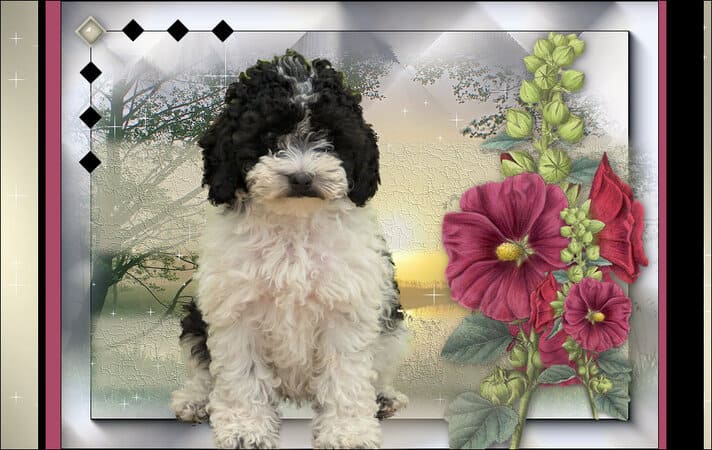 partipoodle vip edition