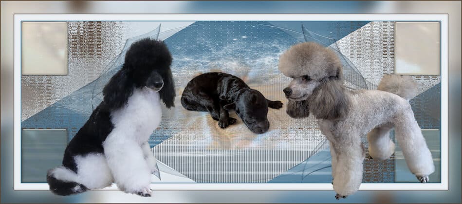 portée chiot caniche nain