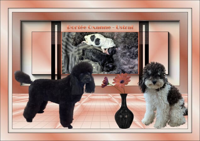 portée chiots caniches