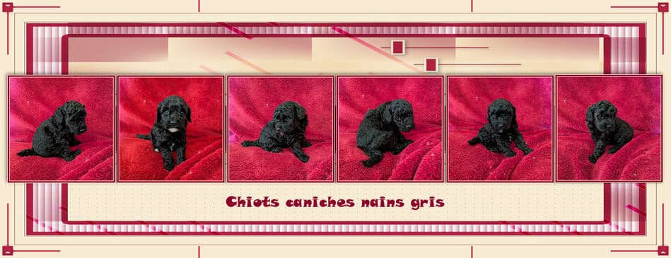 elevage chiot caniche nain gris