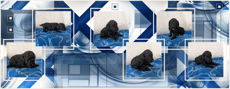 portée caniche nain gris