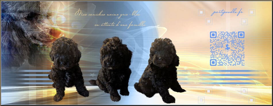 Mes chiots caniches à réserver Mes chiots caniches à réserver
