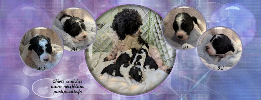 à réserver du côté d'orléans chiots caniches nains noir et blanc