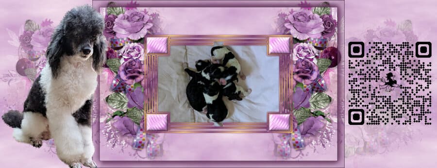 chiot caniche nain