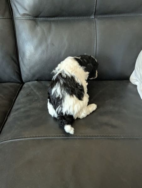chiot caniche femelle naine noire et blanche (1) chiot caniche femelle naine noire et blanche