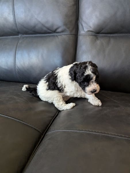 chiot caniche femelle naine noire et blanche (2) chiot caniche femelle naine noire et blanche