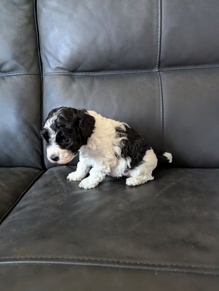 chiot caniche femelle naine noire et blanche (3) chiot caniche femelle naine noire et blanche