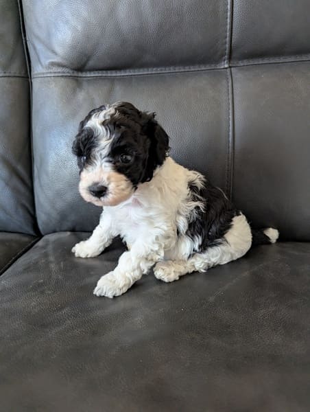 chiot caniche femelle naine noire et blanche (4) chiot caniche femelle naine noire et blanche