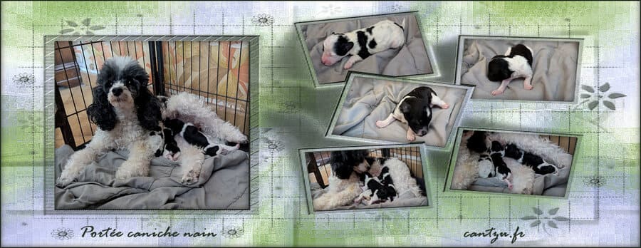 chiot caniche nain cybèle des can'tzu