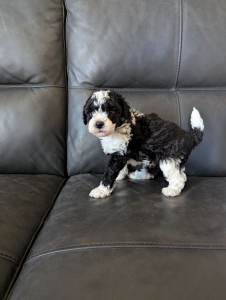 chiot caniche nain mâle bicolore (2) chiot caniche nain mâle noir et blanc
