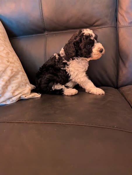 chiot caniche nain mâle bicolore (4) chiot caniche nain mâle noir et blanc