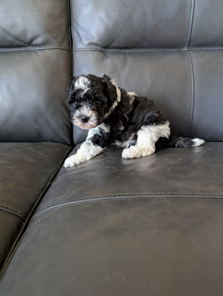 chiot caniche nain mâle noir et blanc (1) chiot caniche nain mâle noir et blanc