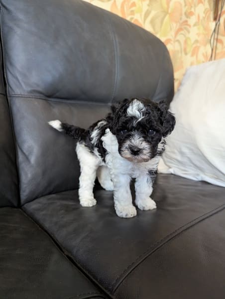 chiot caniche nain mâle noir et blanc (2) chiot caniche nain mâle noir et blanc