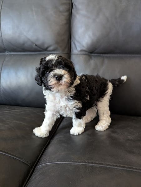chiot caniche nain mâle noir et blanc (3) chiot caniche nain mâle noir et blanc