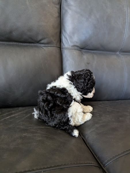 chiot caniche naine bicolore (1) chiot caniche naine bicolore