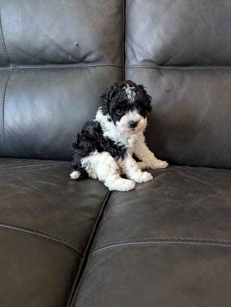 chiot caniche naine bicolore (2) chiot caniche naine bicolore