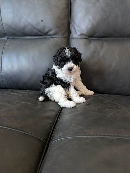 chiot caniche naine bicolore (3) chiot caniche naine bicolore
