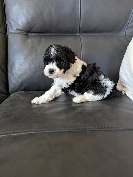 chiot caniche naine bicolore (4) chiot caniche naine bicolore