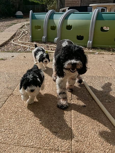 chiots caniches partipoodle loiret