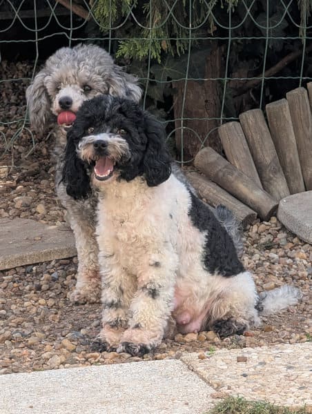 chiots caniches partipoodle loiret