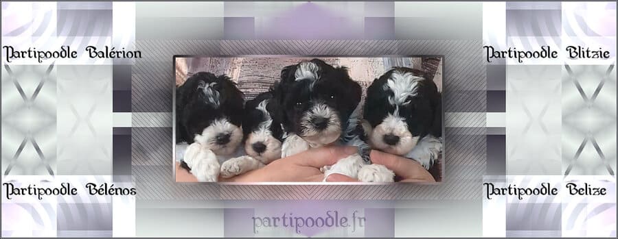 portée chiot caniche nain dans le loiret
