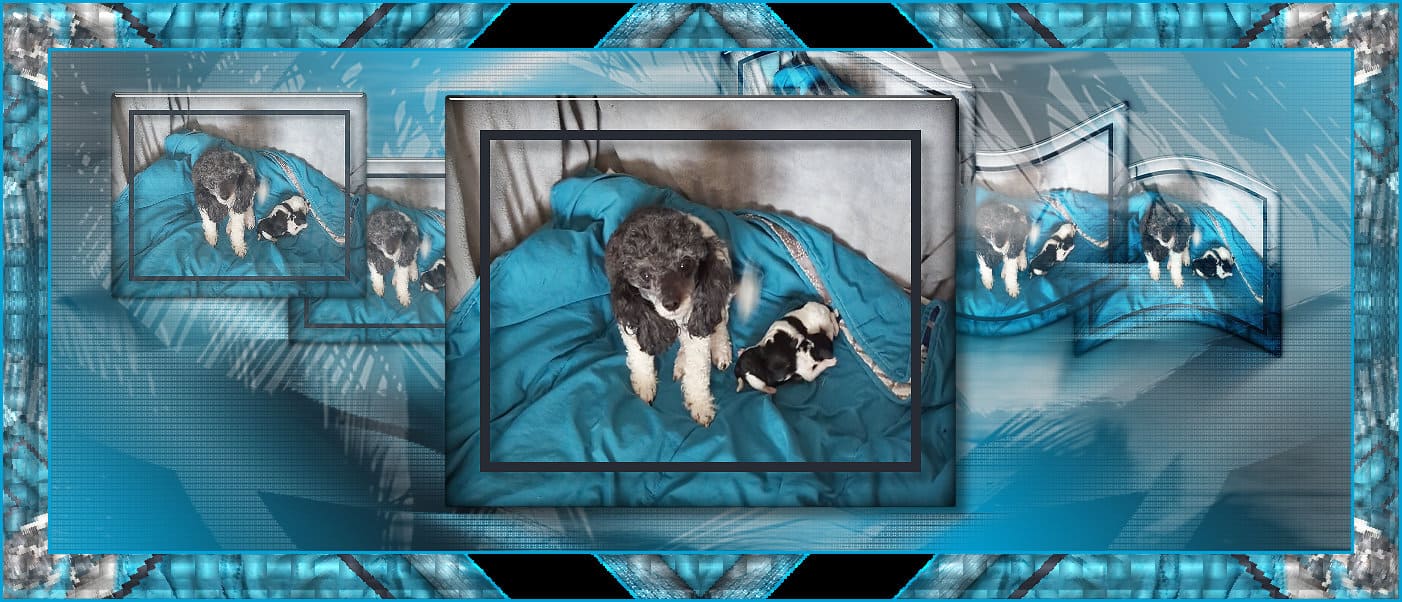 Portée chiot caniche