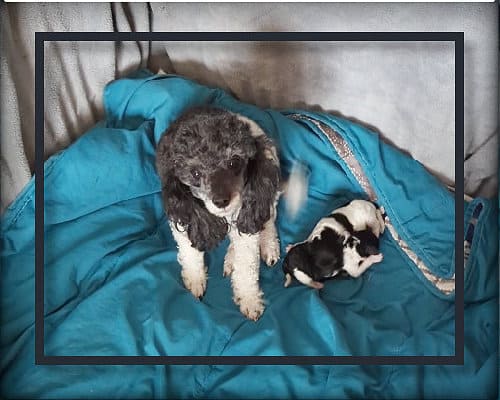portée chiot caniche 2026